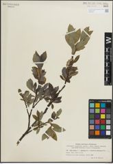 Foto von Salix glauca L. x Salix nigricans Sm.
